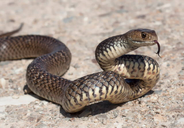 brown snake about to strike