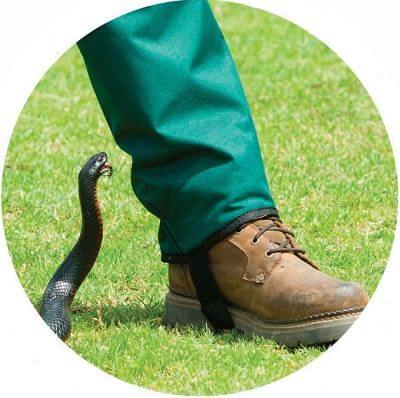 Snake Gaiters - Snakesaway