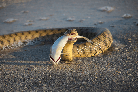 snake eating fish